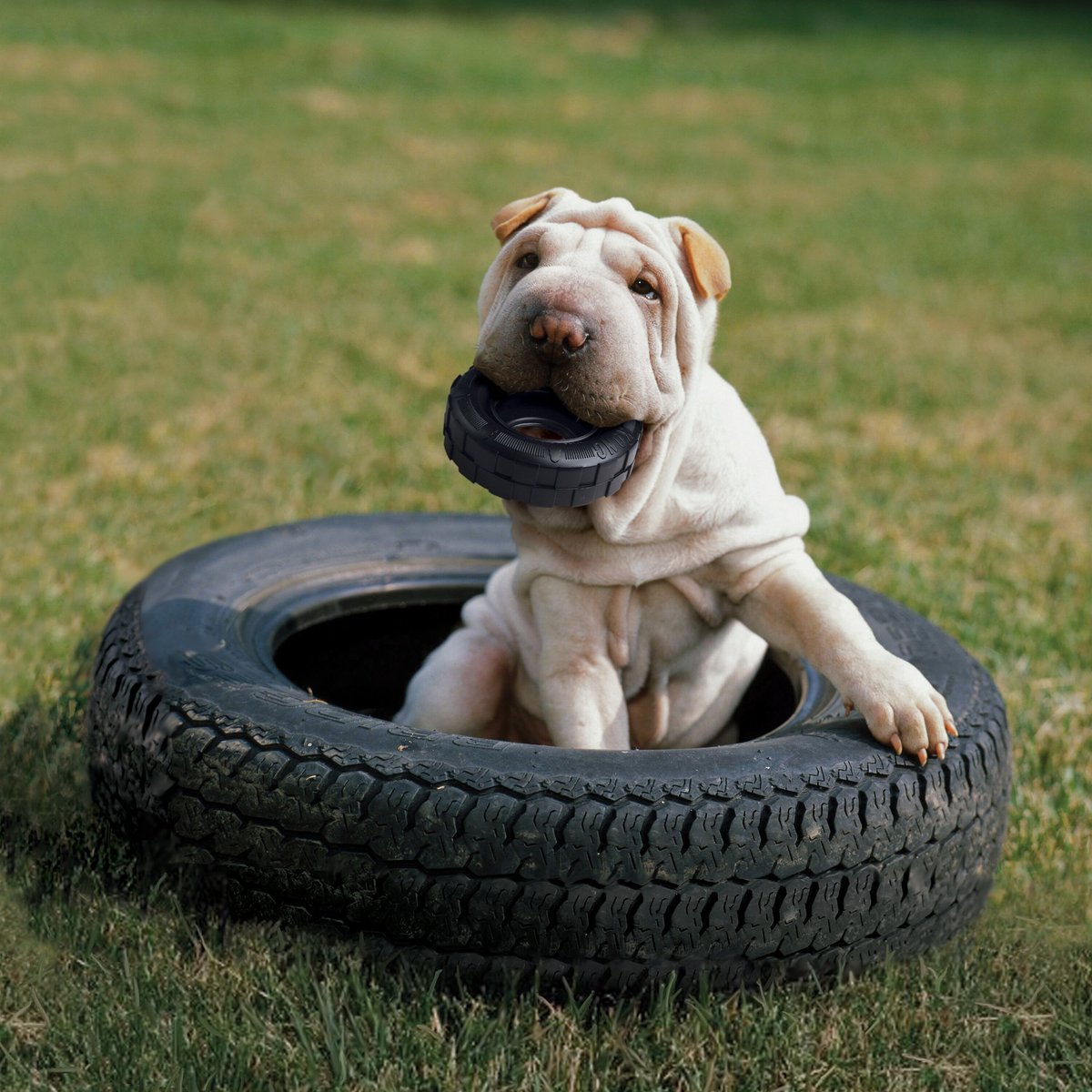 Tire dog clearance toy