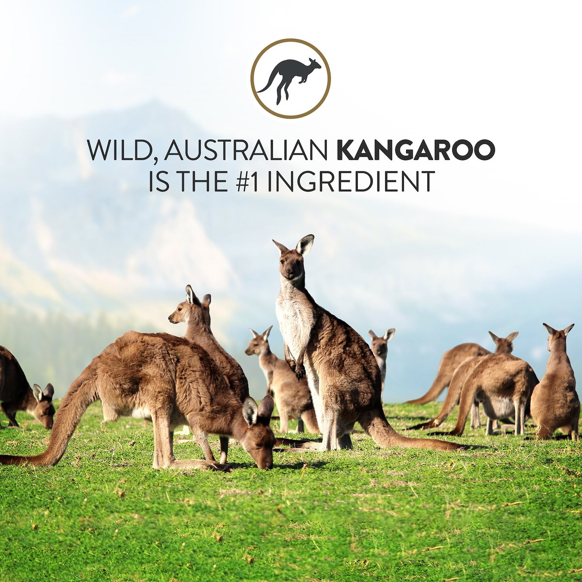 Kangaroo and 2024 oats dog food