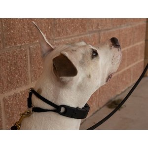 Starmark Pro-Training Plastic Dog Collar, Large: up to 21-in neck, 1-in wide