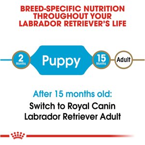 Lab puppy food outlet recommendations