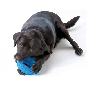 An Inside Look at Food Dispensing Toys for Dogs – Center for