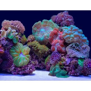 Seaview Aquascape Reversible Background Aquarium Accessory, Coral Bliss/Luscia Reef, 12X24-in