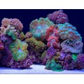 Seaview Aquascape Reversible Background Aquarium Accessory, Coral Bliss/Luscia Reef, 18X36-in