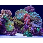 Coral Bliss/Luscia Reef