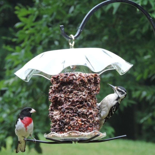 Birds Choice Seed Cylinder Bird Feeder, Small