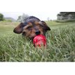 KONG Stuff'N Easy Treat - Bacon & Cheese Recipe 8oz - Filler For Dog Toys & Licky Mats