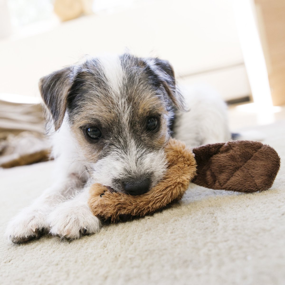 Kong beaver hot sale dog toy