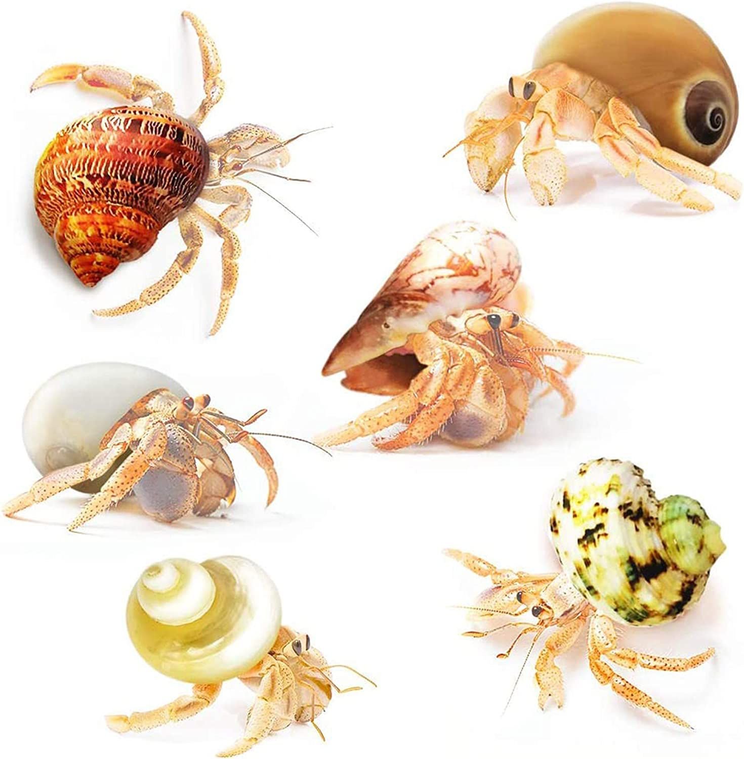 SunGrow Natural Hermit Crab Shells for Molting Protection & Shell Evacuation Fish Tank Decor, 6 count