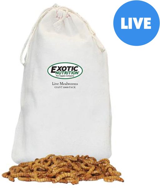 Exotic Nutrition Live Mealworms Reptile Food, Giant, 1000 count slide 1 of 5
