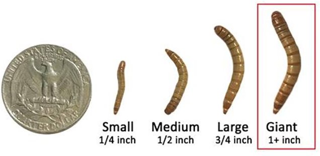 Chewy mealworms clearance