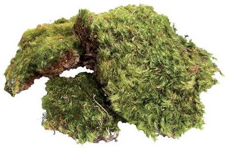 ZOO MED All Natural Frog Moss, 80-in 