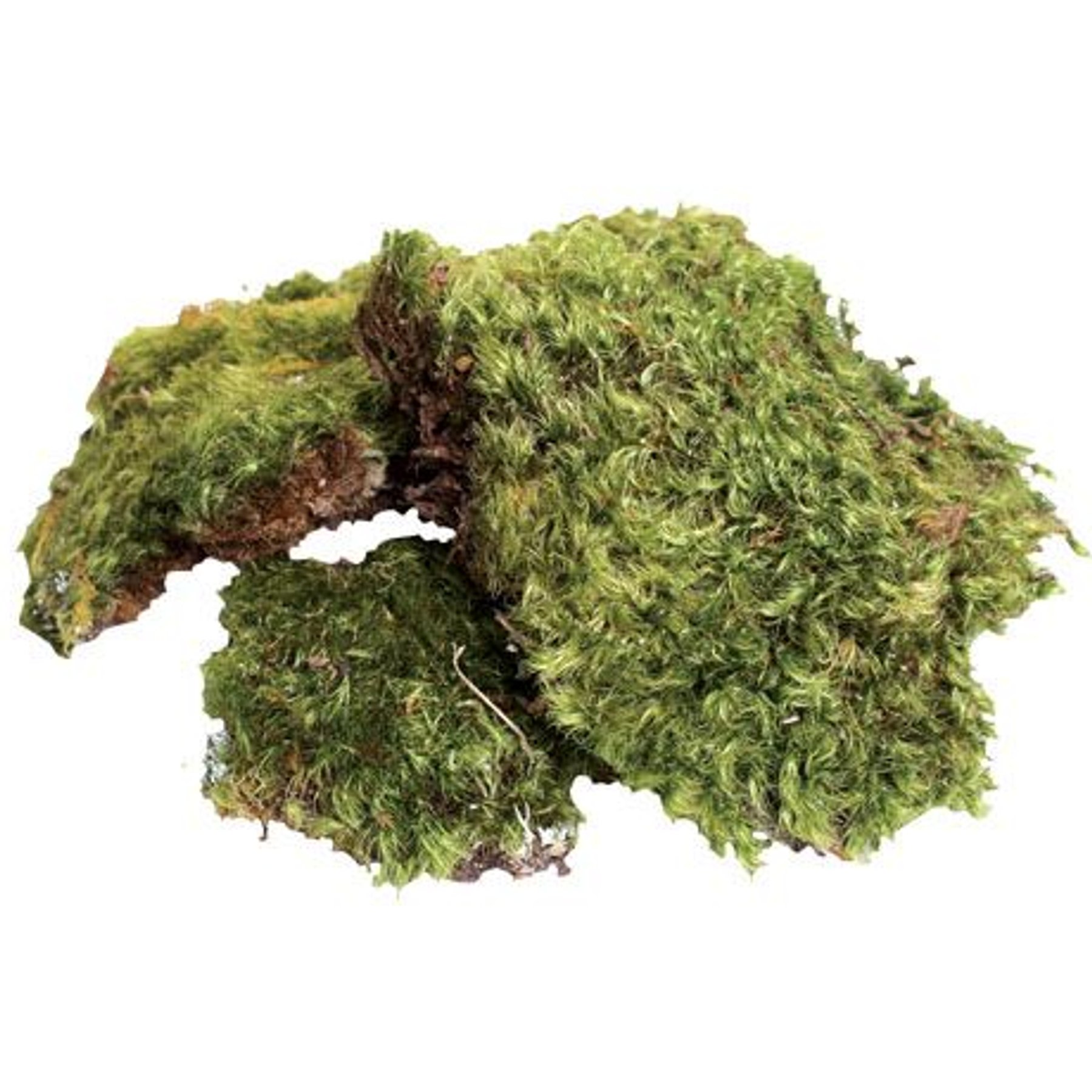 Zoo Med Frog Moss, 80 Cubic-Inches : Terrarium  