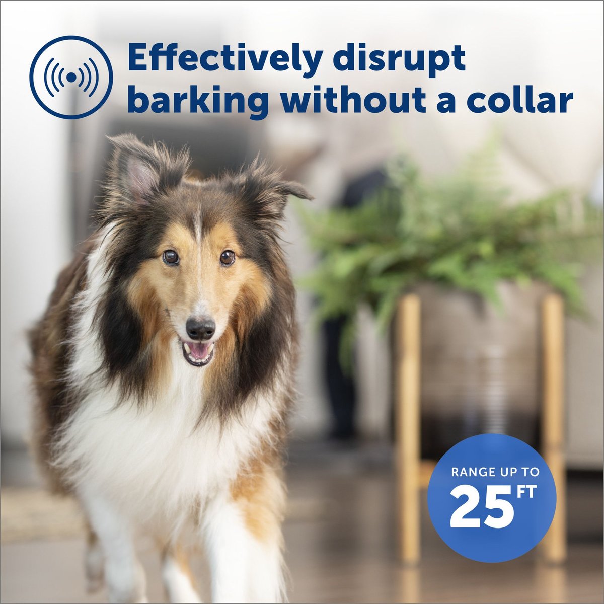 Indoor bark control outlet for dogs