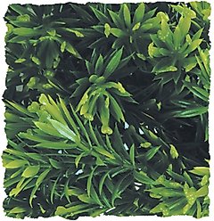 Zoo Med Borneo Star Reptile Plant, Small