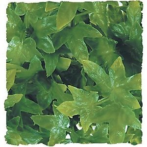 Zoo Med Congo Ivy Reptile Plant, Medium
