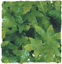 Zoo Med Congo Ivy Reptile Plant, Small