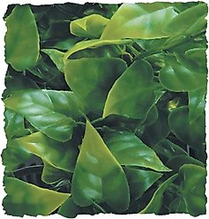 Zoo Med Mexican Phyllo Reptile Plant, Medium