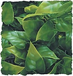 Zoo Med Mexican Phyllo Reptile Plant, Small