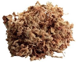 Zoo Med New Zealand Sphagnum Moss Reptile Substrate, 80-in