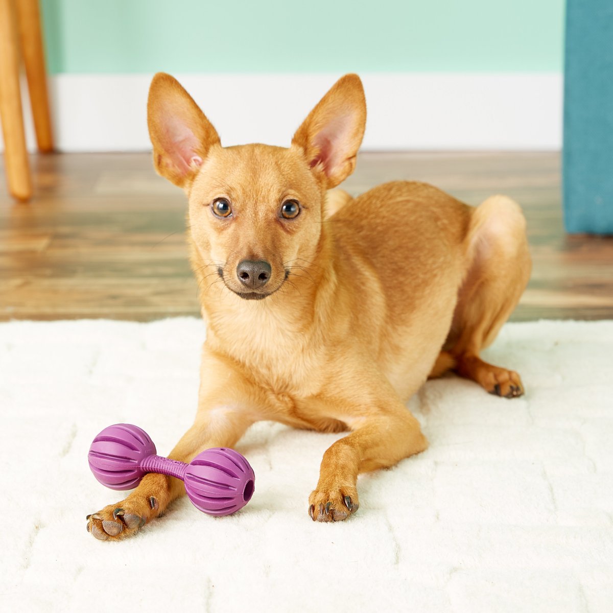 Busy buddy clearance waggle dog toy