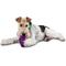 Show in main carousel: PetSafe Busy Buddy Squirrel Dude Treat Dispenser Tough Dog Chew Toy, Medium slide 3 of 9