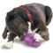 Show in main carousel: PetSafe Busy Buddy Squirrel Dude Treat Dispenser Tough Dog Chew Toy, Large slide 3 of 9