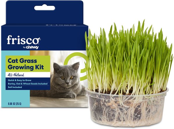 Frisco Natural Cat Grass Growing Kit, 3 count slide 1 of 6
