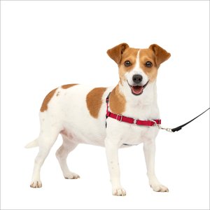 PetSafe Easy Walk Dog Harness, Red/Black, Small