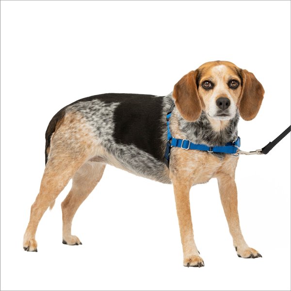 PetSafe Easy Walk Dog Harness, Royal Blue/Navy, Small/Medium slide 1 of 11