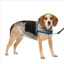 PetSafe Easy Walk Dog Harness, Royal Blue/Navy, Small/Medium