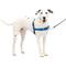 Show in main carousel: PetSafe Easy Walk Dog Harness, Royal Blue/Navy, Medium/Large slide 7 of 12
