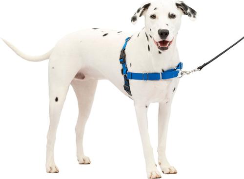 Show full view: PetSafe Easy Walk Dog Harness, Royal Blue/Navy, Medium/Large slide 7 of 12