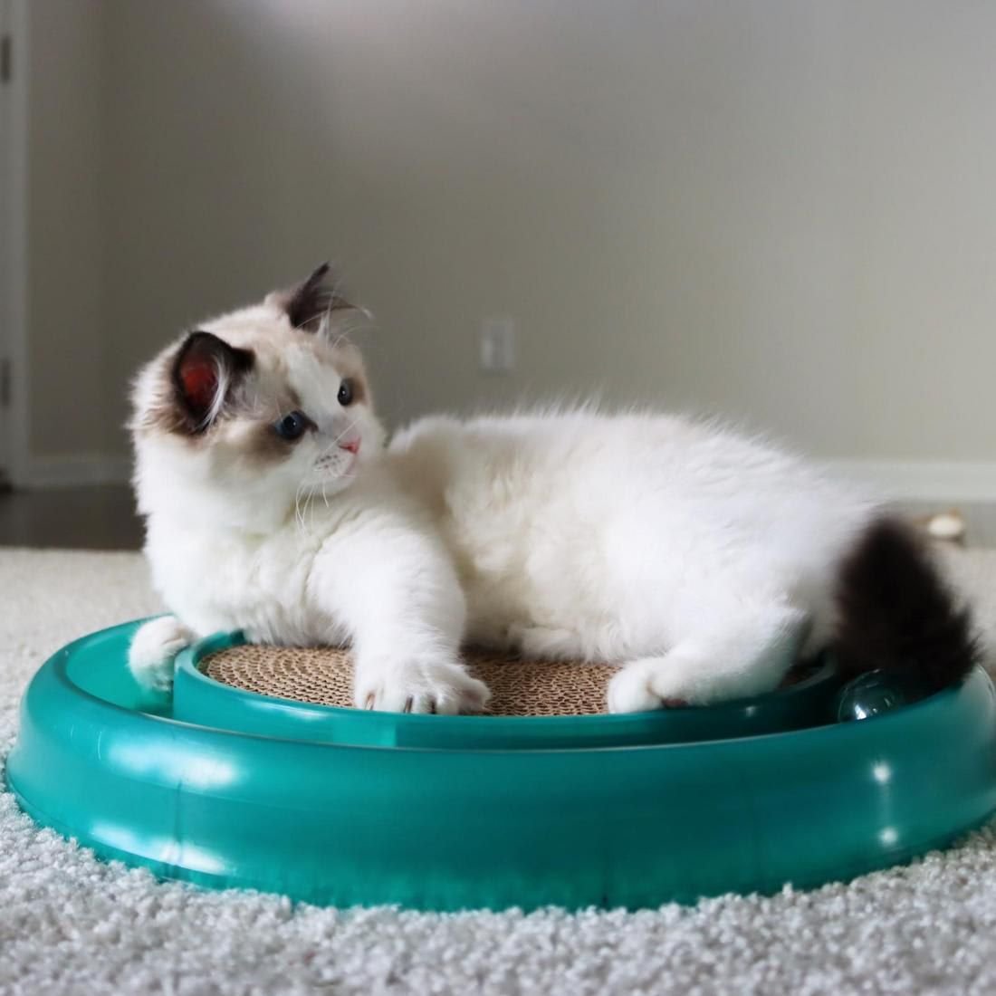 Turbo scratcher clearance cat toy