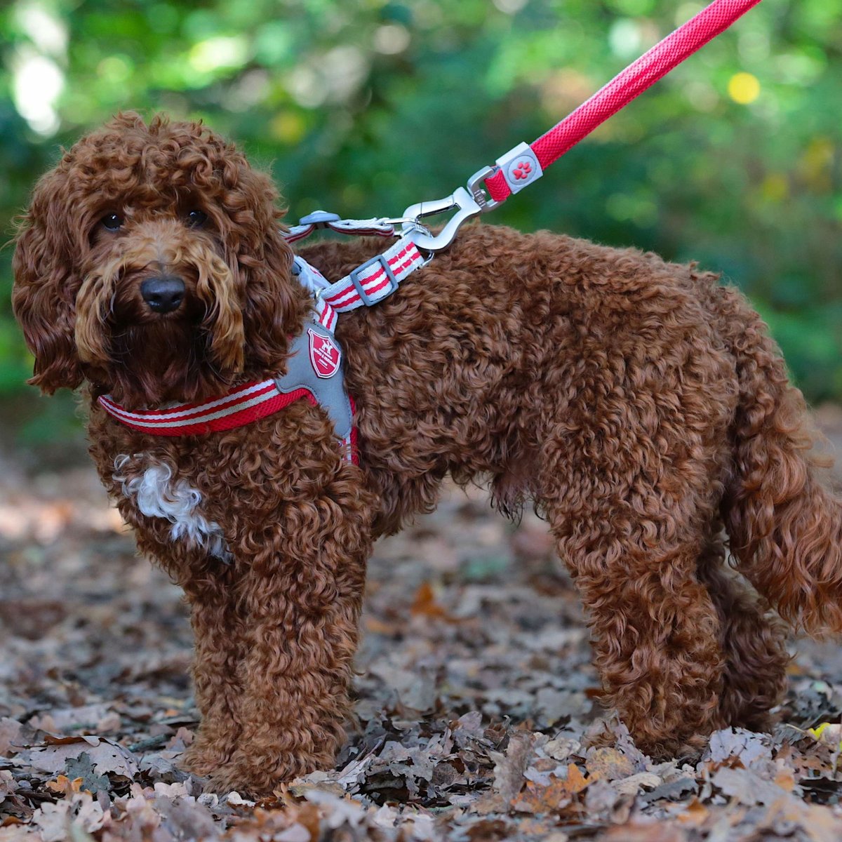 HUGO & HUDSON Easy V Dog Harness, Red, Size 3