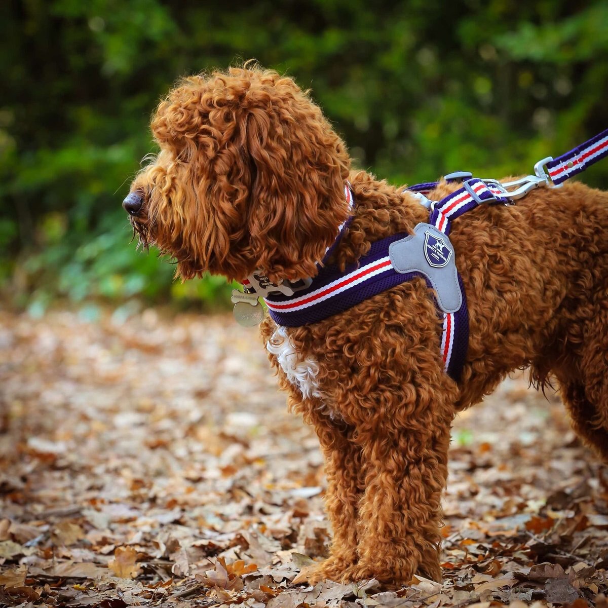 HUGO & HUDSON Easy V Dog Harness, Red, White & Blue, Size 7