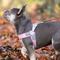 Show in main carousel: HUGO & HUDSON Easy V Dog Harness, Pink, Size 6 slide 6 of 10