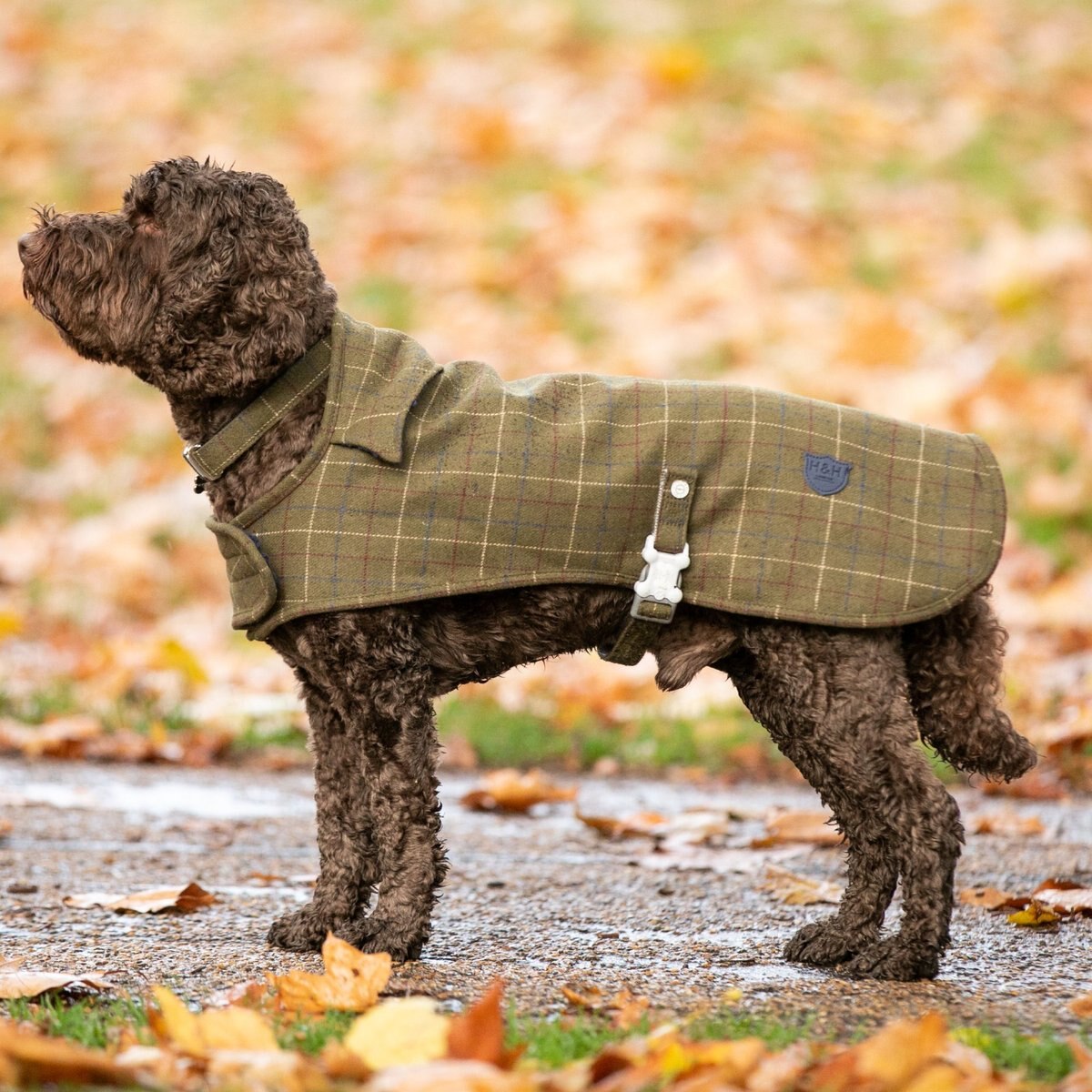HUGO & HUDSON Checked Tweed Metal Buckle Dog Collar, Dark Green, Small