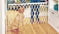 MyPet Wood Expandable Swing Gate for Dogs & Cats