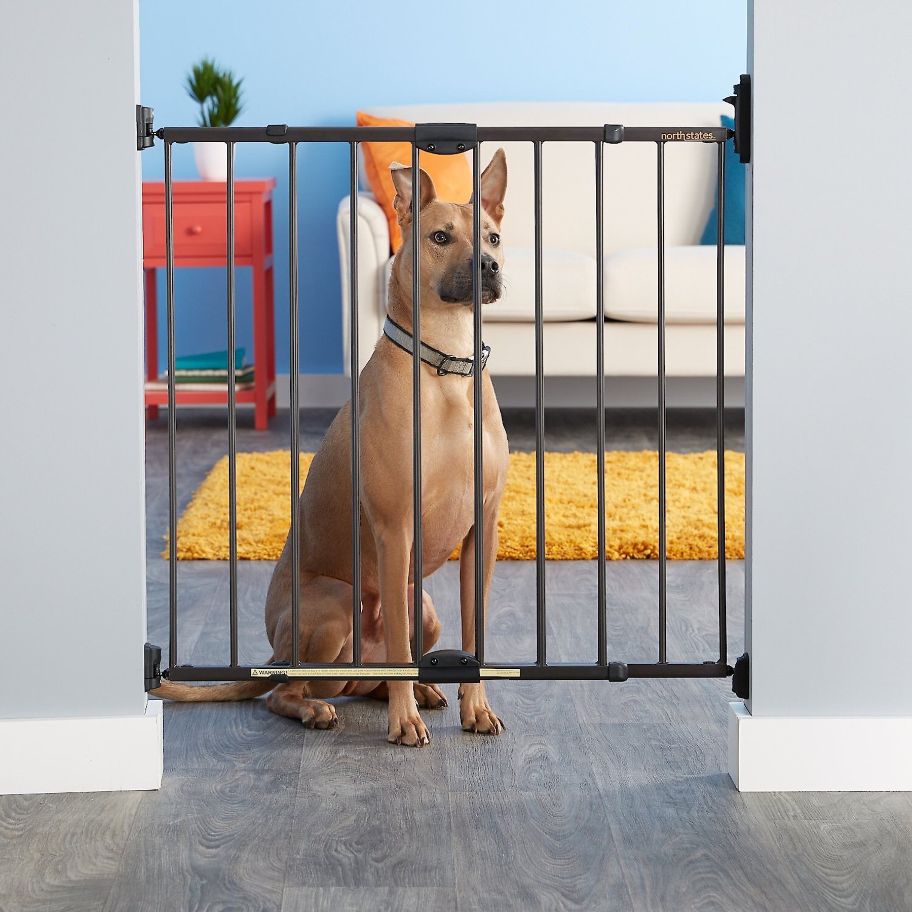 MYPET Windsor Walk Thru Swing Gate for Dogs & Cats - Chewy.com