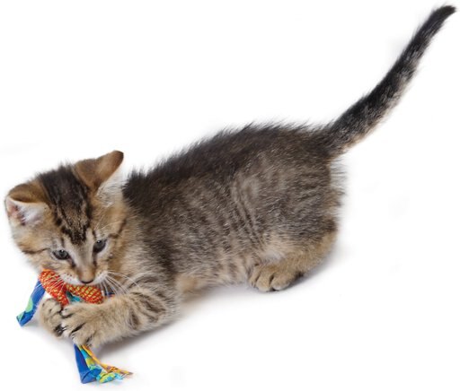 Catstages Dental Cat Chew Toy with Catnip, Color Varies