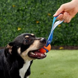 Chuckit! Ultra Tug Ball Tough Dog Toy, Medium slide 2 of 4