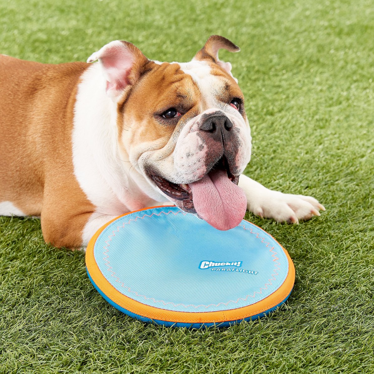 Chuckit frisbee dog toys sale