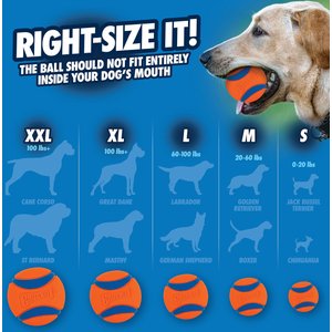 Best chew toys for labradors hotsell