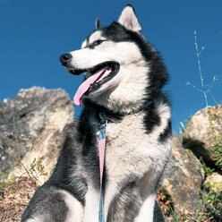 Sublime Dog Leash, Blue Diamond Dots slide 2 of 3