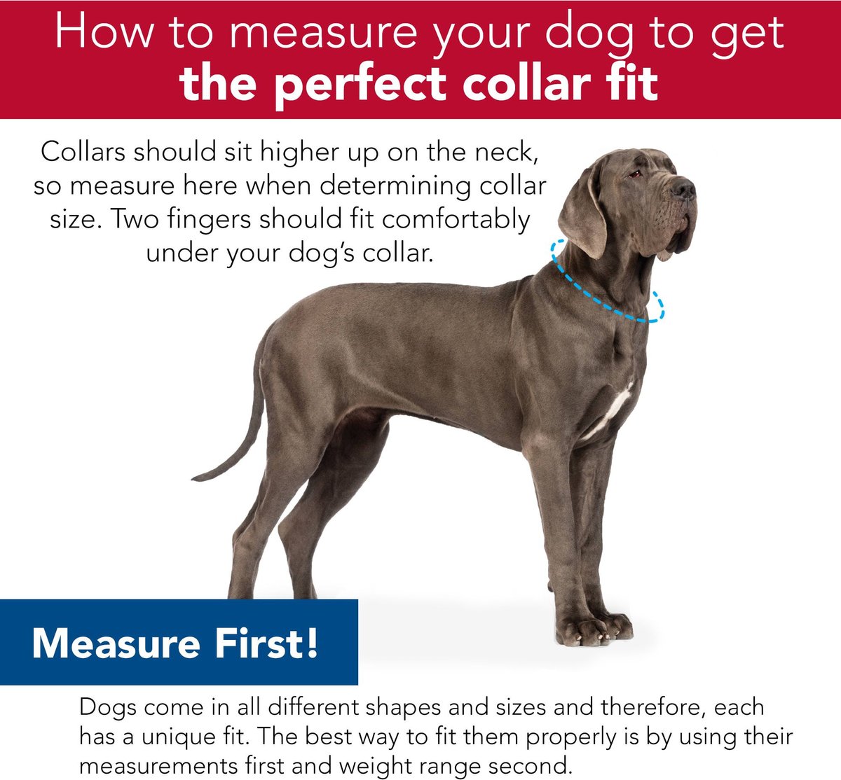 Sublime Adjustable Dog Collar, Flower Teal Stripe, 1-in x 12-18-in