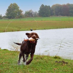 Water & Woods Tethered-Head Foam Fowl Dog Trainer, Dove, Small slide 2 of 6