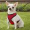 Show in main carousel: Four Paws Comfort Control Dog Harness, Red, Small slide 5 of 12