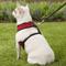 Show in main carousel: Four Paws Comfort Control Dog Harness, Red, Small slide 6 of 12