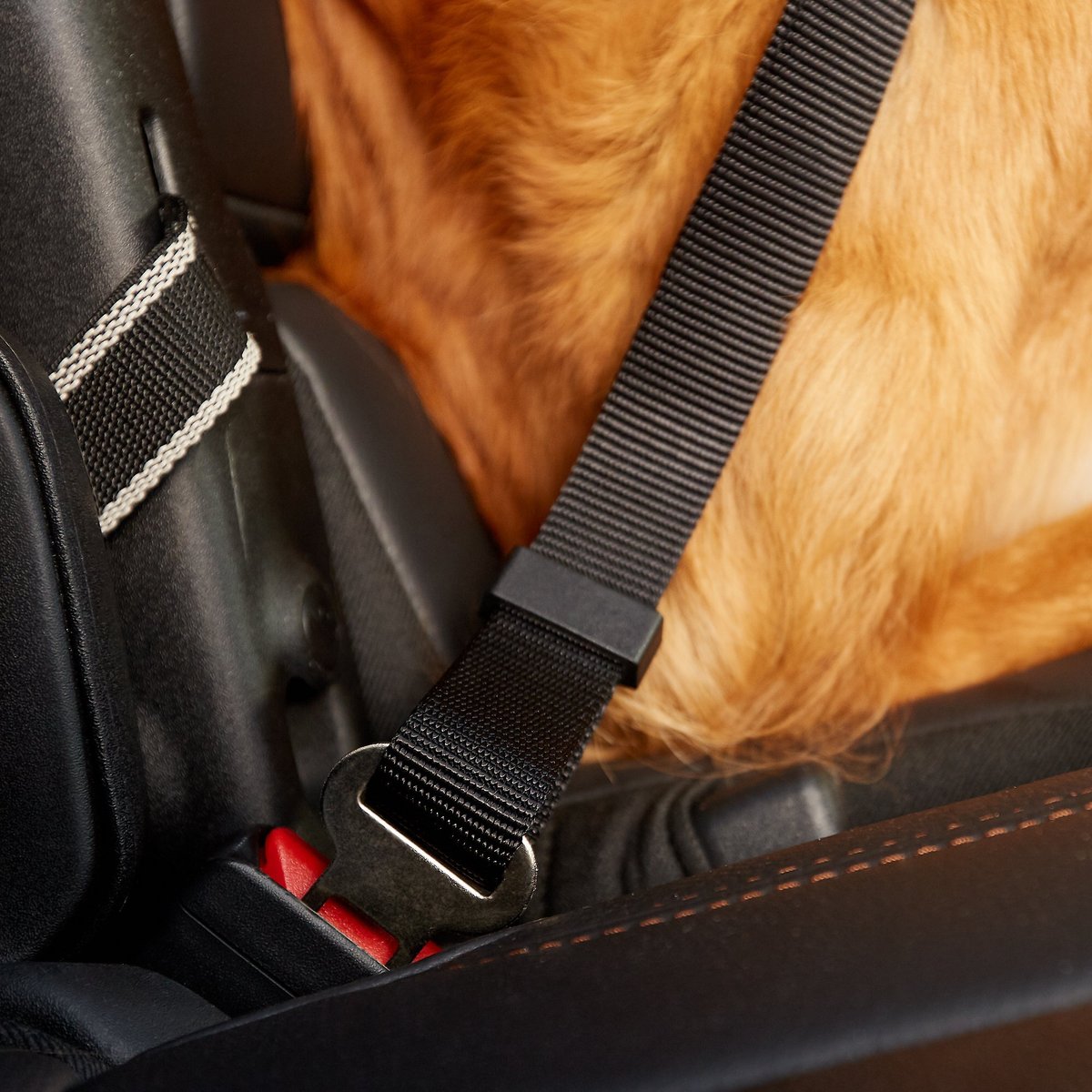 Chewy dog hotsell seat belt