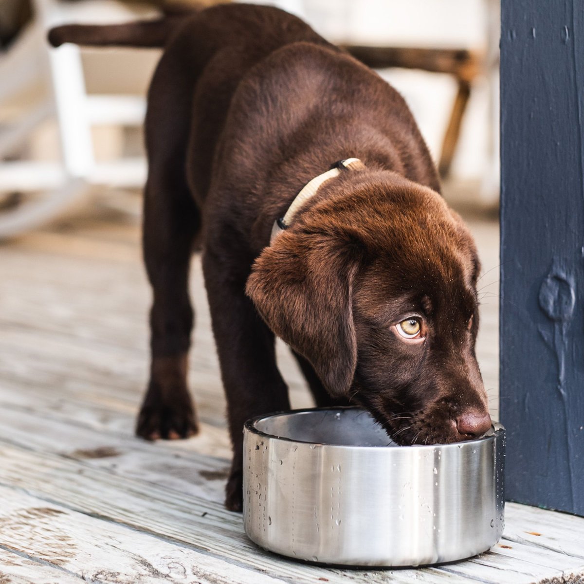 Ellen dog outlet bowls